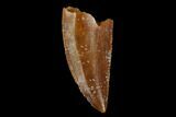 Serrated, Raptor Tooth - Real Dinosaur Tooth #115944-1